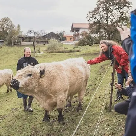 Garnecker Galloways * Reut
