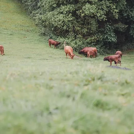 Garnecker Galloways *