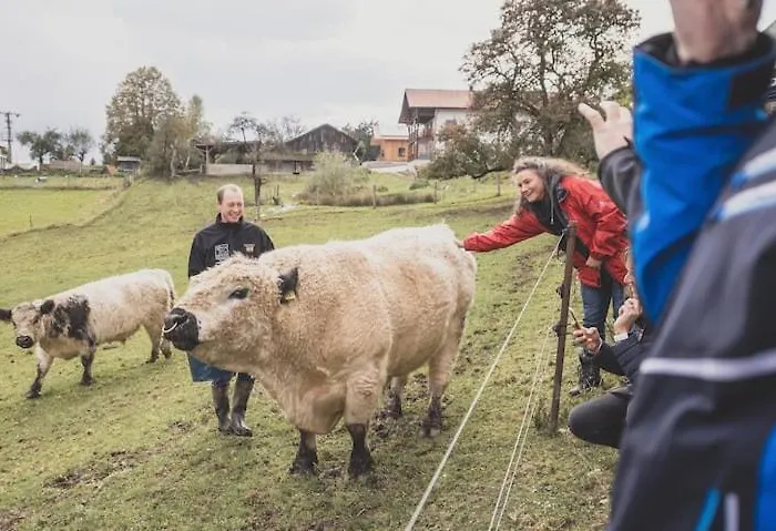 Garnecker Galloways * Reut