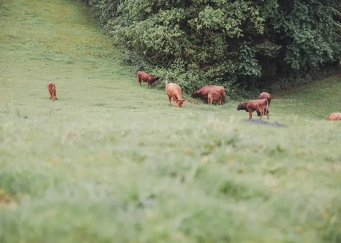 Garnecker Galloways *
