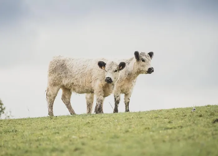 Garnecker Galloways Lejlighed Reut
